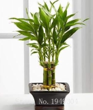 Lucky Bamboo Choose Potted Seed Variety Complete Dracaena Plant