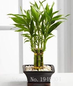 Lucky Bamboo Choose Potted Seed Variety Complete Dracaena Plant