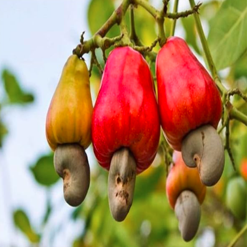 Cashew Tree Seeds Anacardium Occidentale (Color: mix)