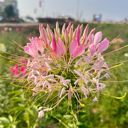 Spider Flower Seeds - Fast-Growing, Butterfly-Like Pink Blooms, Medicinal Herb, Perfect for Beds & Containers