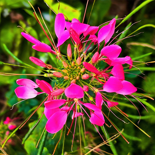Spider Flower (Cleome houtteana) Seeds - Butterfly-like Rose-Red Blooms, Medicinal Plant
