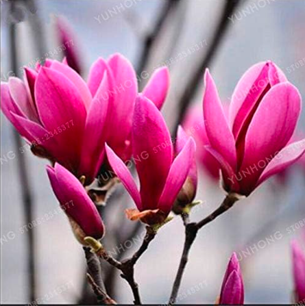 Magnolia Seed Beautiful Flower Tree for Home Garden - (Color: 2)