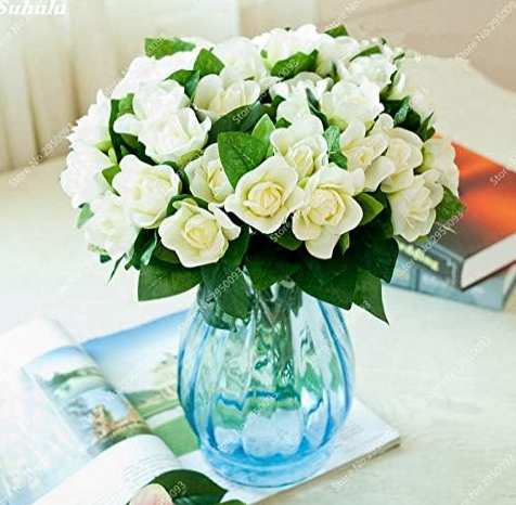 Gardenia (Cape Jasmine), Indoor Seed Flower