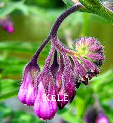 Symphytum Officinale ,Seed Plants Easy to Grow floresling for Home & Garden