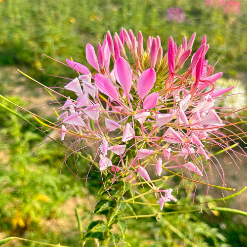 Spider Flower Seeds - Fast-Growing, Butterfly-Like Pink Blooms, Medicinal Herb, Perfect for Beds & Containers