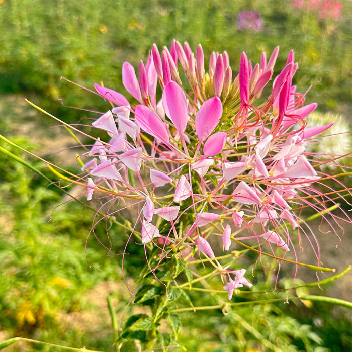 Spider Flower Seeds for Sale - Butterfly-Like Pink Blooms, Medicinal Herb