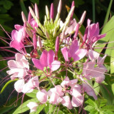 Spider Flower Seeds - Fast-Growing, Butterfly-Like Pink Blooms, Medicinal Herb, Perfect for Beds & Containers