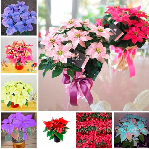 Colorful Poinsettia Potted Seed Flower Indoor & Outdoor (Color: Mixed)