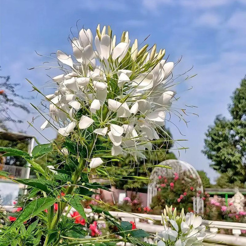 White Spider Flower Seeds - Butterfly-Like Blooms for Sunny Gardens, Medicinal & Long Blooming