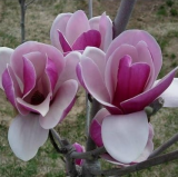 Magnolia Seeds for home garden ornamental-plant (Color: 1)