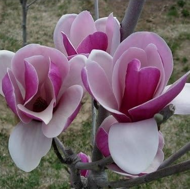 Magnolia Seeds for home garden ornamental-plant (Color: 1)
