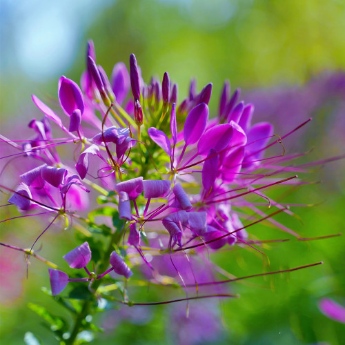 Spider Flower Seeds - Purple Butterfly-Like Blooms, Fast-Growing, Traditional Medicinal Plant