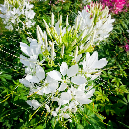 White Spider Flower Seeds - Butterfly-Like Blooms for Sunny Gardens, Medicinal & Long Blooming