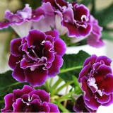 Imported Gloxinia Plant Seed Perennial Sinningia Gloxinia Flower (Color: 19)