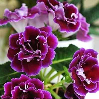 Imported Gloxinia Plant Seed Perennial Sinningia Gloxinia Flower (Color: 19)