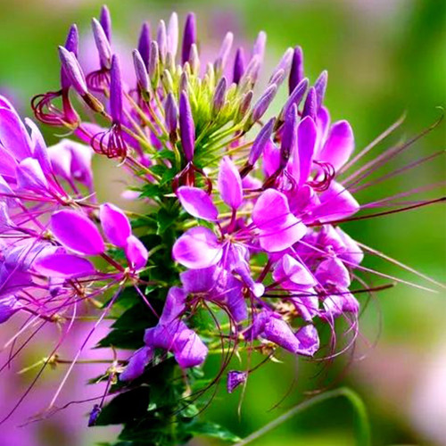 Spider Flower Seeds - Purple Butterfly-Like Blooms, Fast-Growing, Traditional Medicinal Plant