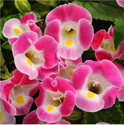 Imported Gloxinia Plant Seed Perennial Sinningia Gloxinia Flower (Color: 16)