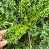 Curly Kale Seeds - Dutch Variety, Pinnate Dark Green Leaves, Nutrient-Rich, High Consistent Yield