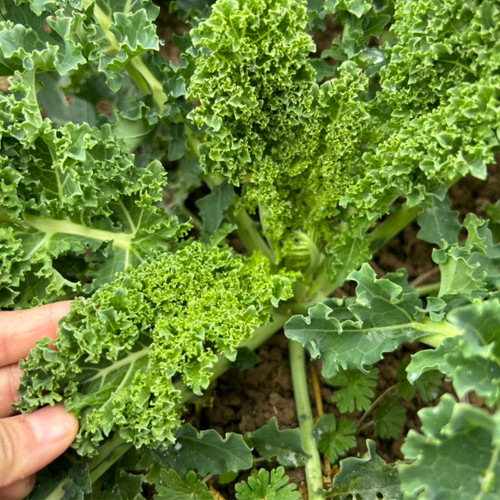 Curly Kale Seeds - Dutch Variety, Pinnate Dark Green Leaves, Nutrient-Rich, High Consistent Yield