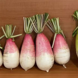 Sweet Pear Radish Seeds - Crisp, Juicy & Non-Spicy Hybrid Variety