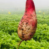 Sweet Pear Radish Seeds - Crisp, Juicy & Non-Spicy Hybrid Variety