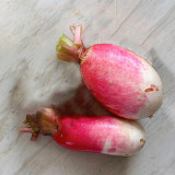 Sweet Pear Radish Seeds - Crisp, Juicy & Non-Spicy Hybrid Variety