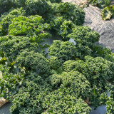 Curly Kale Seeds - Dutch Variety, Pinnate Dark Green Leaves, Nutrient-Rich, High Consistent Yield