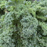 Curly Kale Seeds - Dutch Variety, Pinnate Dark Green Leaves, Nutrient-Rich, High Consistent Yield