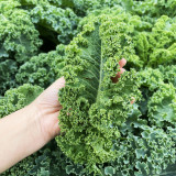Curly Kale Seeds - Dutch Variety, Pinnate Dark Green Leaves, Nutrient-Rich, High Consistent Yield