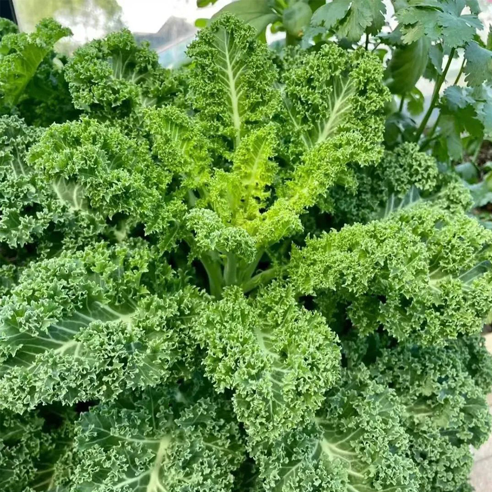 CurlyKaleSeeds-DutchVariety,PinnateDarkGreenLeaves,Nutrient-Rich,HighConsistentYield