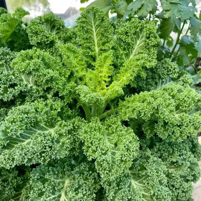 Curly Kale Seeds - Dutch Variety, Pinnate Dark Green Leaves, Nutrient-Rich, High Consistent Yield
