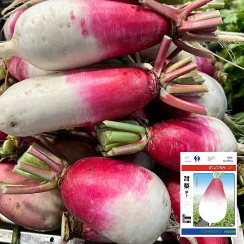 Sweet Pear Radish Seeds - Crisp, Juicy & Non-Spicy Hybrid Variety