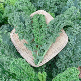 Curly Kale Seeds - Dutch Variety, Pinnate Dark Green Leaves, Nutrient-Rich, High Consistent Yield