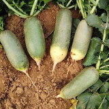 Chinese Radish Seeds - Fast Growing, High Yield Vegetable, Sweet Crisp Flesh