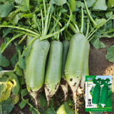 Chinese Radish Seeds - Fast Growing, High Yield Vegetable, Sweet Crisp Flesh