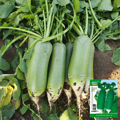 Chinese Radish Seeds - Fast Growing, High Yield Vegetable, Sweet Crisp Flesh