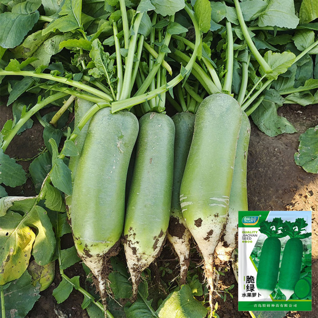 Chinese Radish Seeds - Fast Growing, High Yield Vegetable, Sweet Crisp Flesh