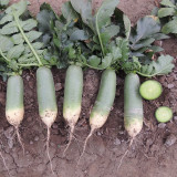 Chinese Radish Seeds - Fast Growing, High Yield Vegetable, Sweet Crisp Flesh