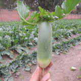 Chinese Radish Seeds - Fast Growing, High Yield Vegetable, Sweet Crisp Flesh