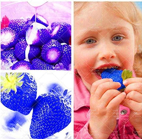 Blue Strawberry Seed Plant Fruit Rare Color Family Garden