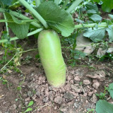 Chinese Radish Seeds - Fast Growing, High Yield Vegetable, Sweet Crisp Flesh