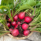Red Cherry Radish Seeds - Fast Growing, Disease Resistant, High Yield