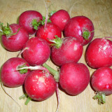 Red Cherry Radish Seeds - Fast Growing, Disease Resistant, High Yield