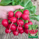 Red Cherry Radish Seeds - Fast Growing, Disease Resistant, High Yield