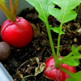 Red Cherry Radish Seeds - Fast Growing, Disease Resistant, High Yield