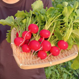 Red Cherry Radish Seeds - Fast Growing, Disease Resistant, High Yield