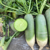 Chinese Radish Seeds - Fast Growing, High Yield Vegetable, Sweet Crisp Flesh
