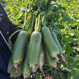 Chinese Radish Seeds - Fast Growing, High Yield Vegetable, Sweet Crisp Flesh