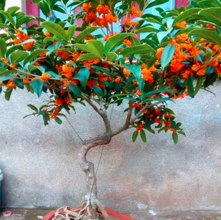 Osmanthus Fragrans Flower Seeds Fragrant Olive (Color: 1)