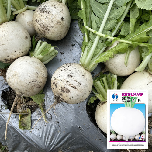 Large Round White Radish F1 Seeds - Sweet Crisp, Fast Growth, Superior Quality